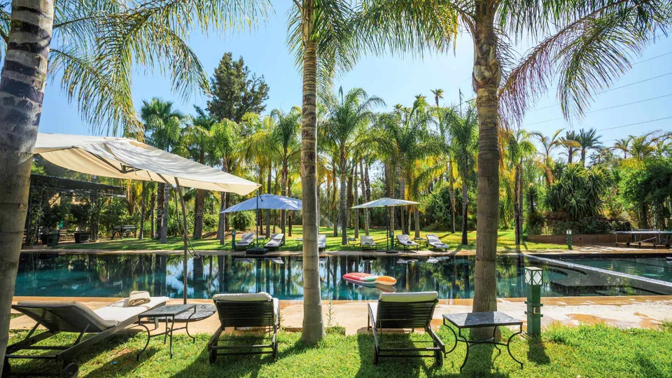 Palms alongside a swimming pool